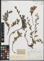 Foto von Salix repens subsp. argentea (Sm.) G. Camus & A. Camus